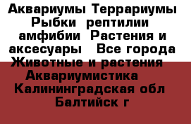 Аквариумы.Террариумы.Рыбки, рептилии, амфибии. Растения и аксесуары - Все города Животные и растения » Аквариумистика   . Калининградская обл.,Балтийск г.